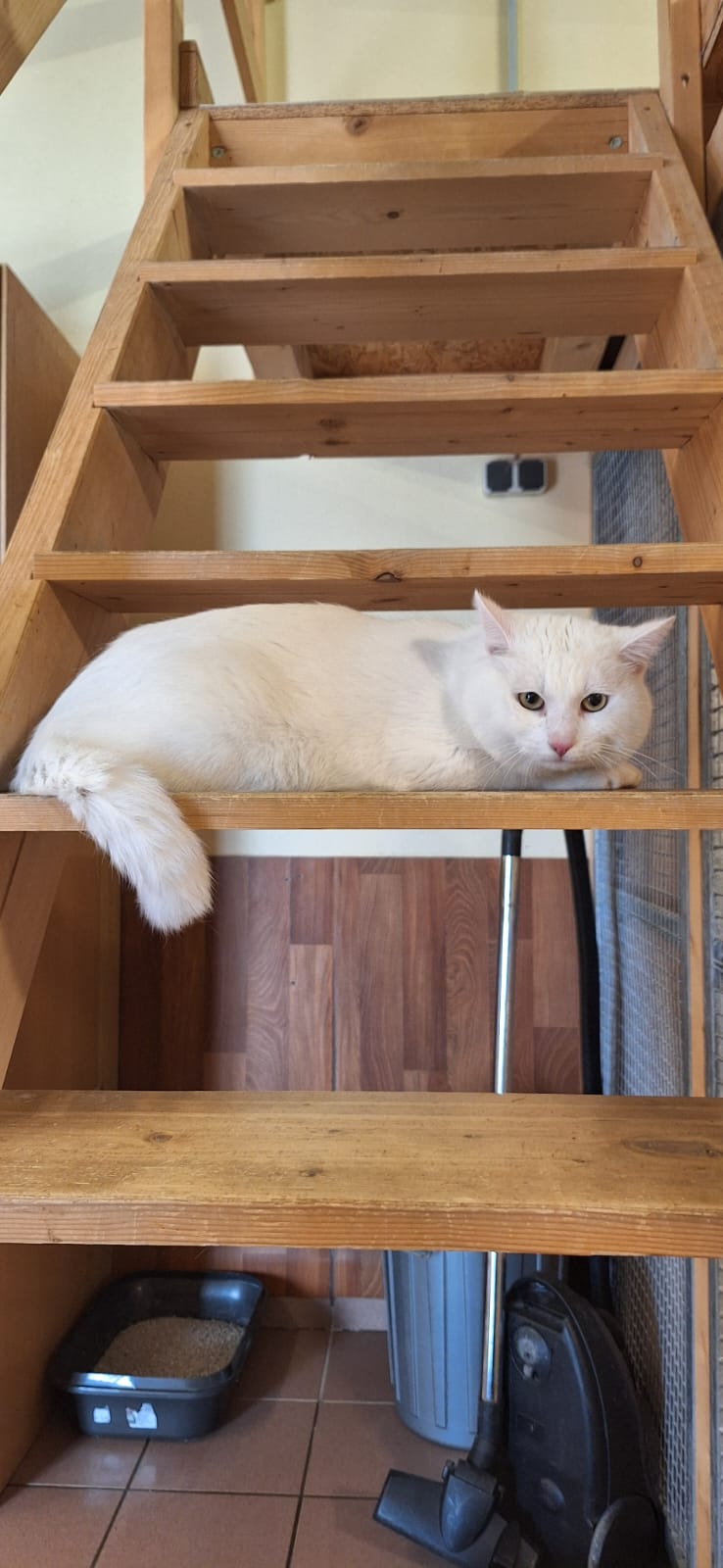 Europäische Hauskatze